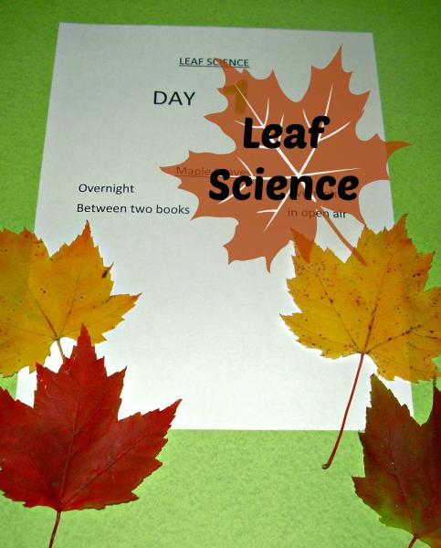 Preschool Toolkit- Leaf science for kids