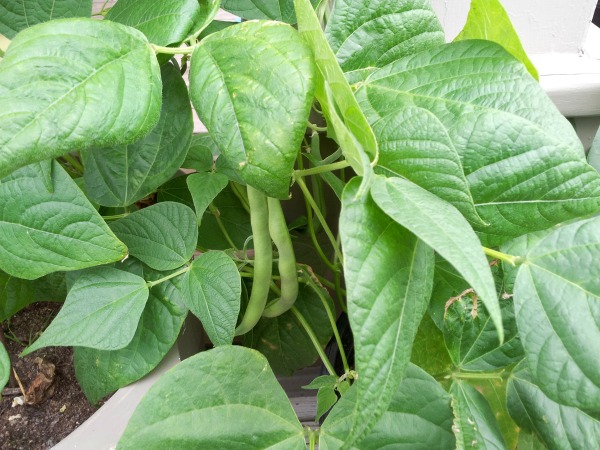 Grow green beans in a deck planter