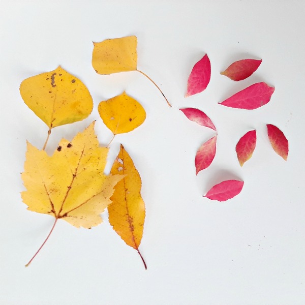 Preschool sorting activities with autumn leaves