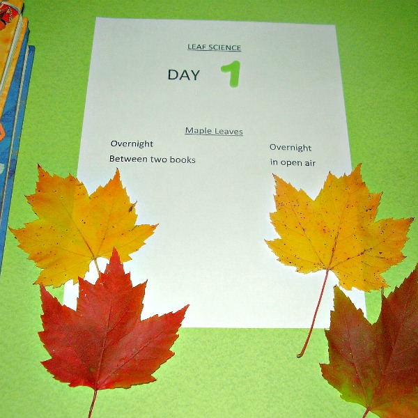 Leaf experiment for preschool and kindergarten
