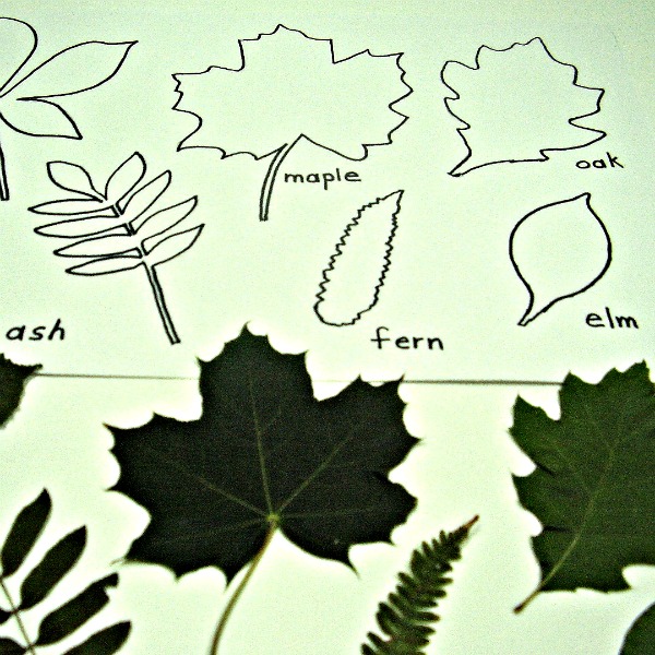 Tracing and matching leaves preschool math
