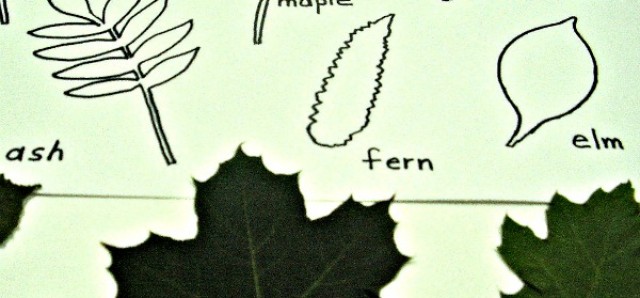 Matching leaves shapes preschool math activity