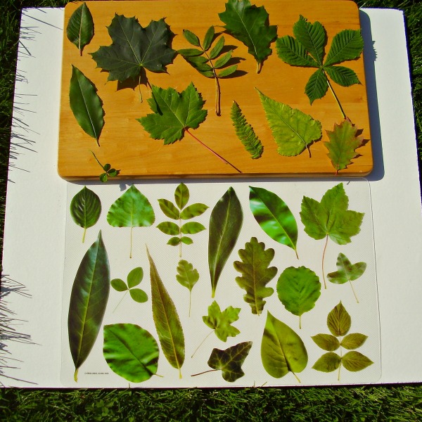 Kids nature activity with leaves