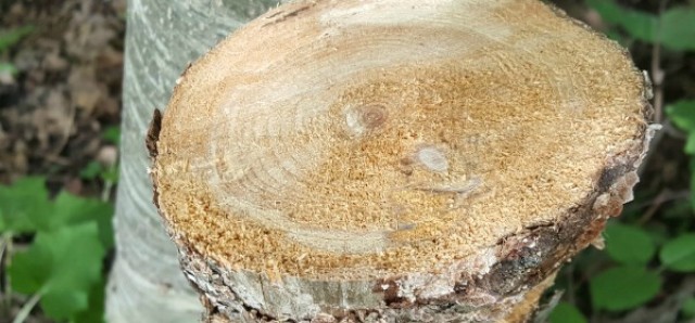 Outdoor nature activity with a tree trunk