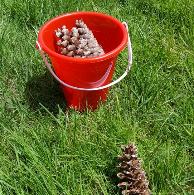 Pine cone trail outdoor activity for toddlers and preschoolers from preschooltoolkit.com