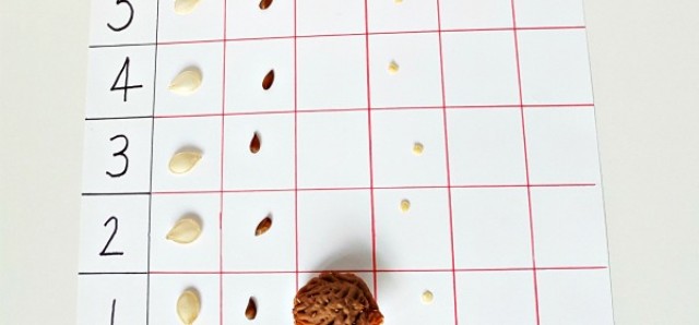Seeds placed on a graph in a simple science activity for preschoolers
