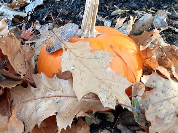 rake a pile of leaves to bury a mini pumpkin in a game of hide and seek