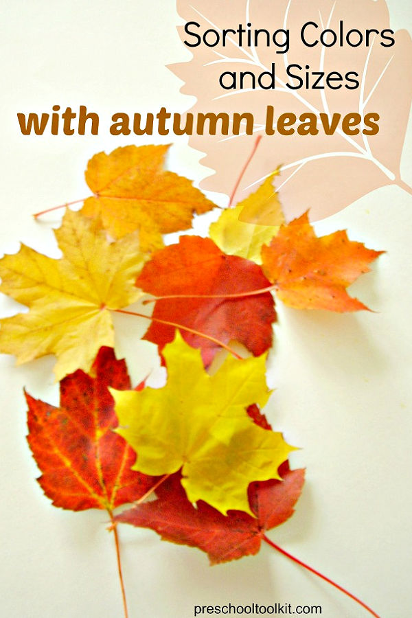 preschool sorting leaves fall math activity