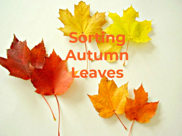 preschool fall activity leaf sorting