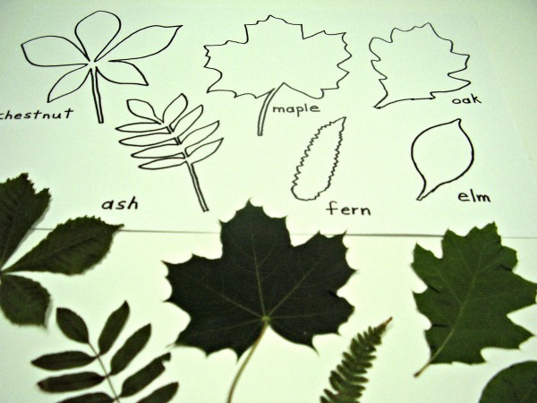 Leaf shapes tracing and sorting prek activity