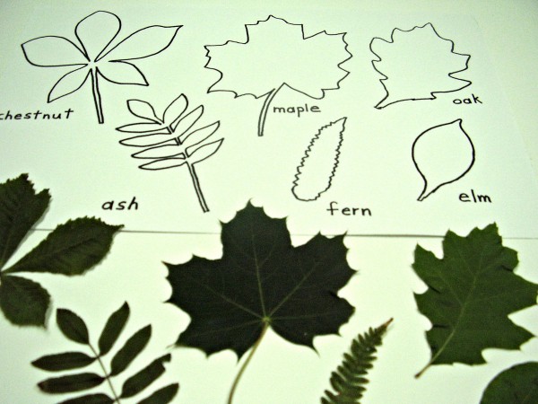 Tracing Leaves Fine Motor Activity » Preschool Toolkit