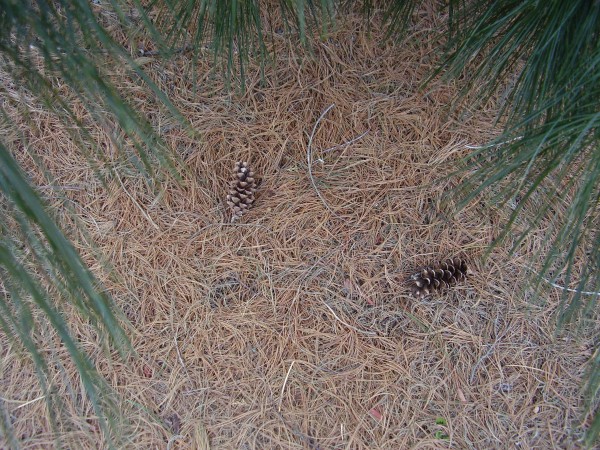 Explore pine cones on nature walks