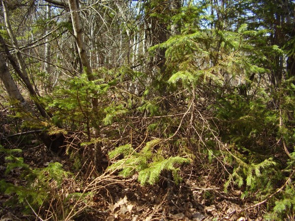 Explore forests on a nature walk