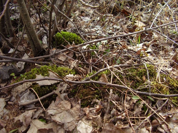 Explore on a nature walk with kids