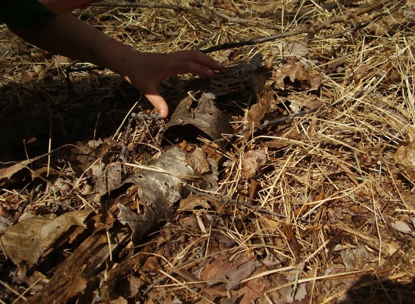 Discover tree bark in nature walk