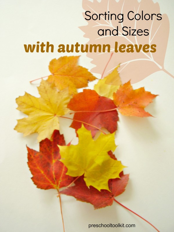 Sorting Fall Leaves Preschool Math » Preschool Toolkit