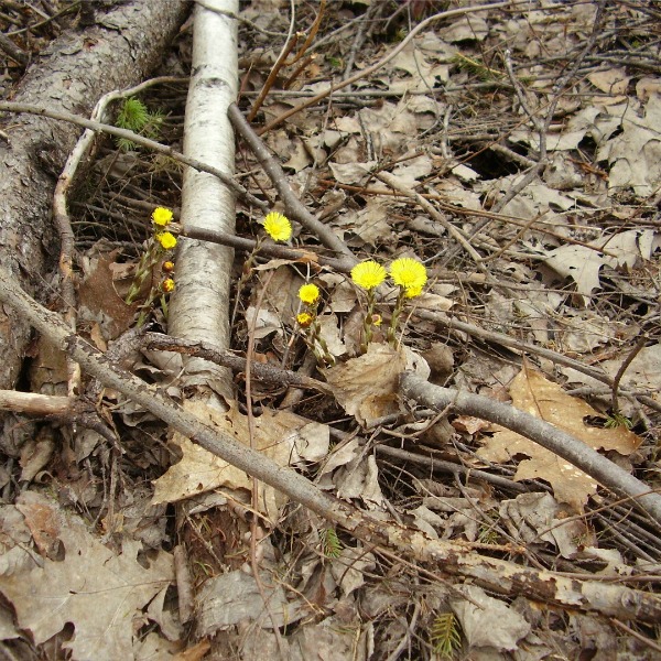 Dandelions found on a nature walk