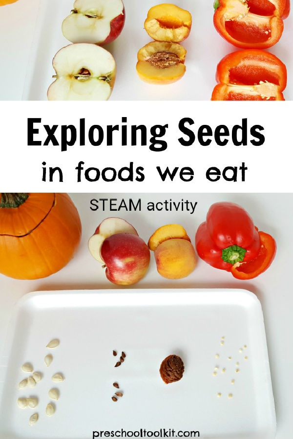 preschool sorting seeds STEM activitiy