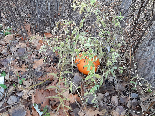 hide and seek with pumpkins outdoor preschool game