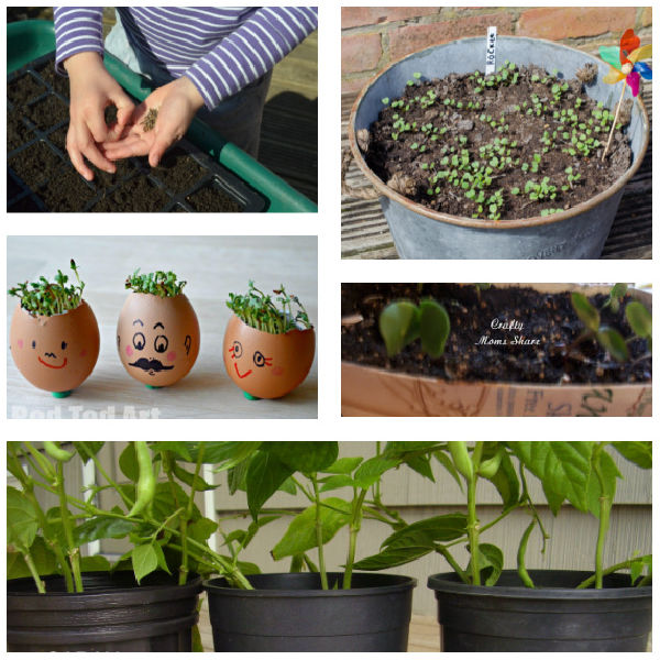 Seed activities for gardening with kids