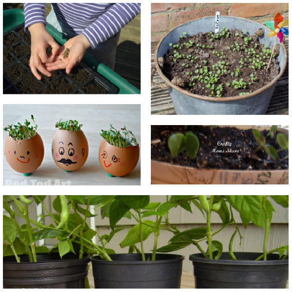 Kids Activities with Seeds from Plants and Foods » Preschool Toolkit