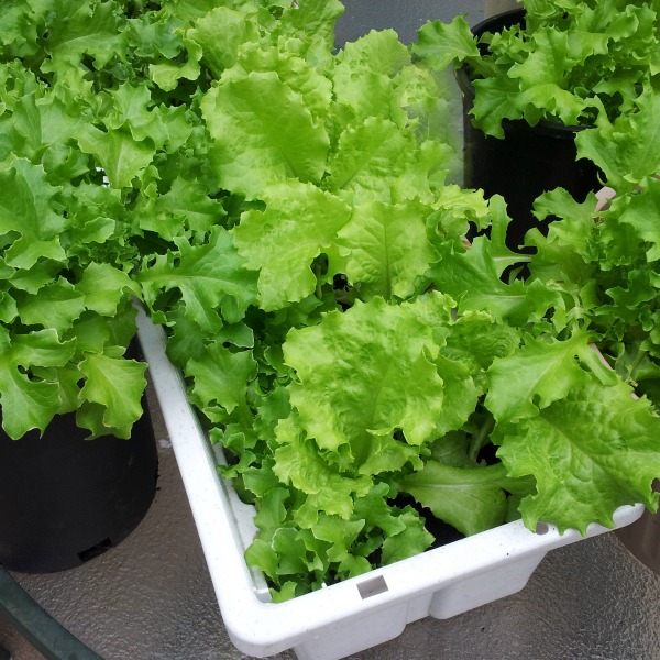 Lettuce is easy to grow when gardening with kids