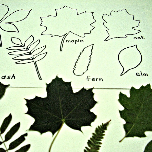 Leaf Outlines To Trace