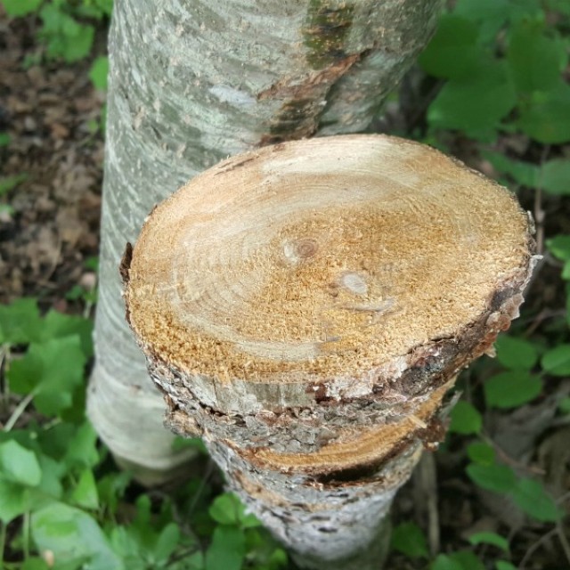 Outdoor nature activity with a tree trunk