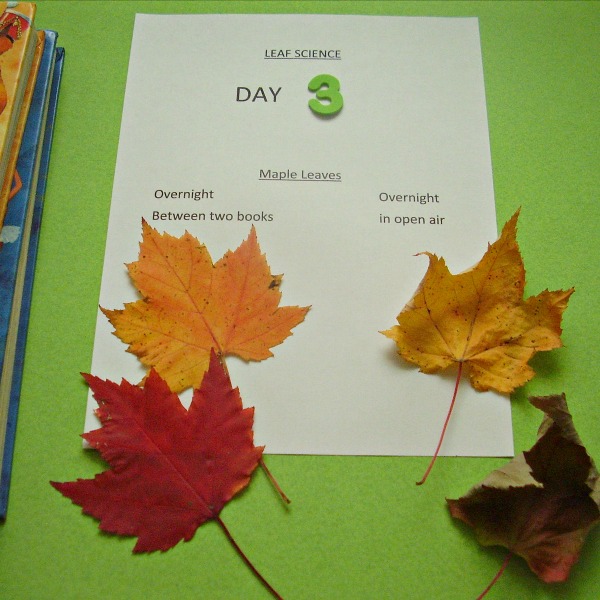 Preschool science indoors with leaves