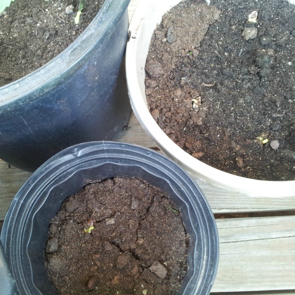 Soil in deck planters is a good gardening option with kids