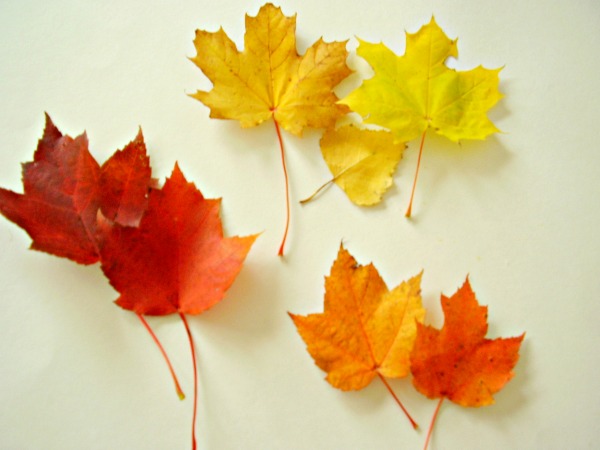 Sort autumn leaves with preschoolers