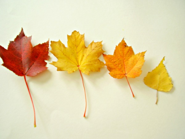 Fall Leaves Preschool Sorting Activity » Preschool Toolkit