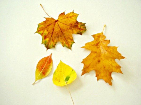 Sort leaves with preschoolers