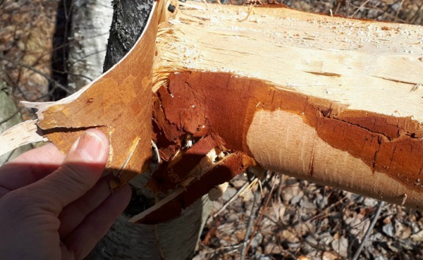 Tree bark peels easily from a tree toppled in a wind storm