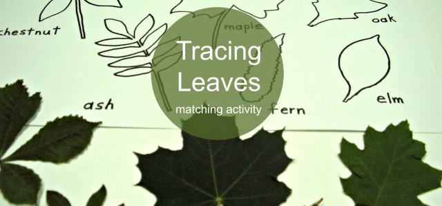 Fall Leaves Preschool Sorting Activity » Preschool Toolkit
