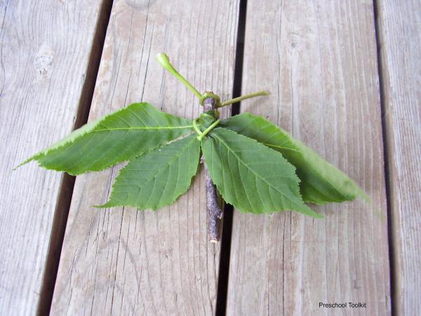 Butterfly with green leaf wings