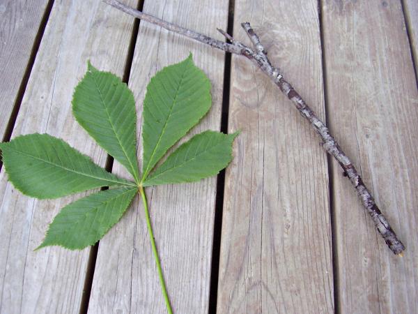 Butterfly leaf craft