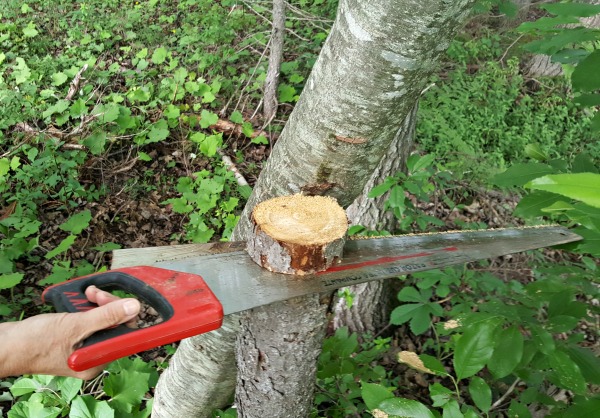 Cutting wood stump to make a puzzle