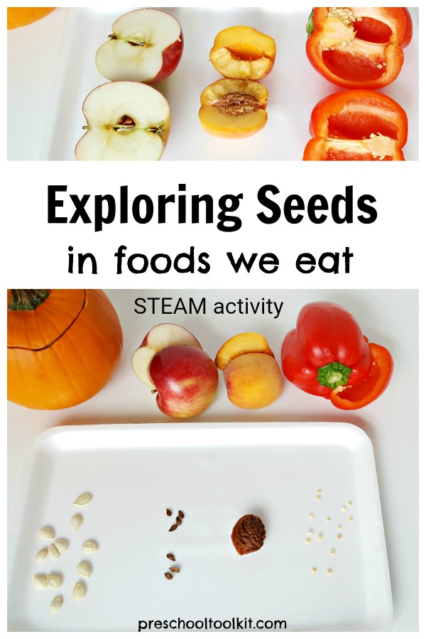 exploring-seeds-simple-science-for-preschoolers-preschool-toolkit