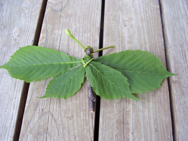 Green leaf butterfly outdoor activity