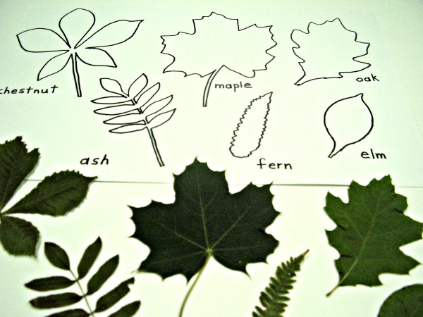 kindergarten art projects leaf pdf to print