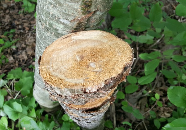 Observe tree rings outdoor activity