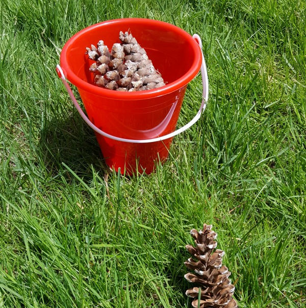 Pine cone trail outdoor activity for toddlers and preschoolers 