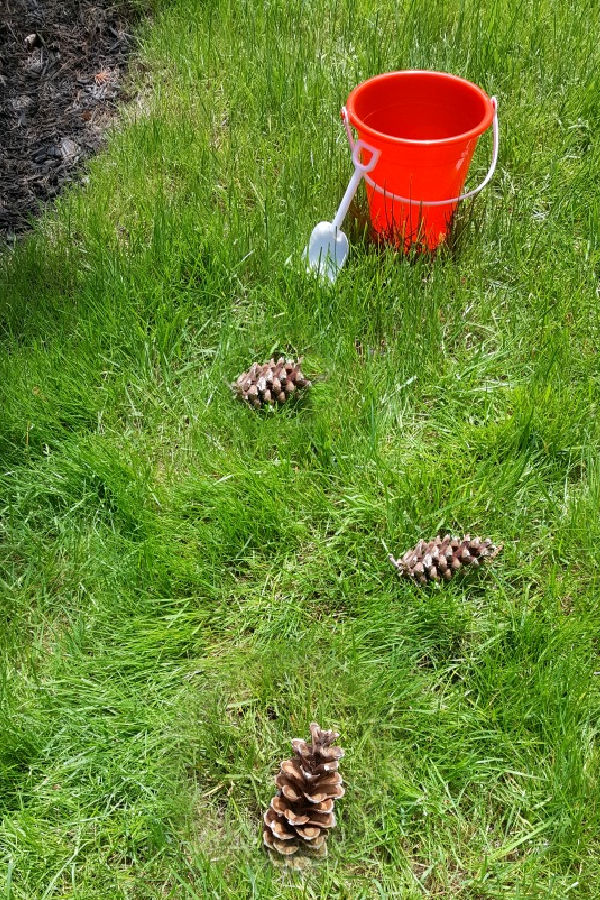 kids nature activity outdoors with pine cones