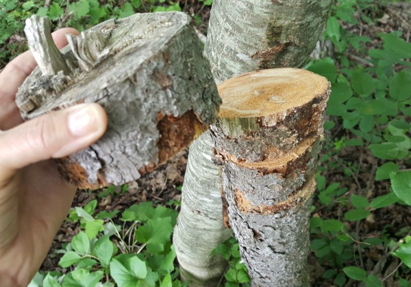 Tree puzzle outdoor science play