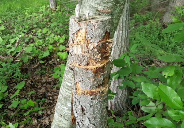 Tree stump outdoor puzzle science for kids