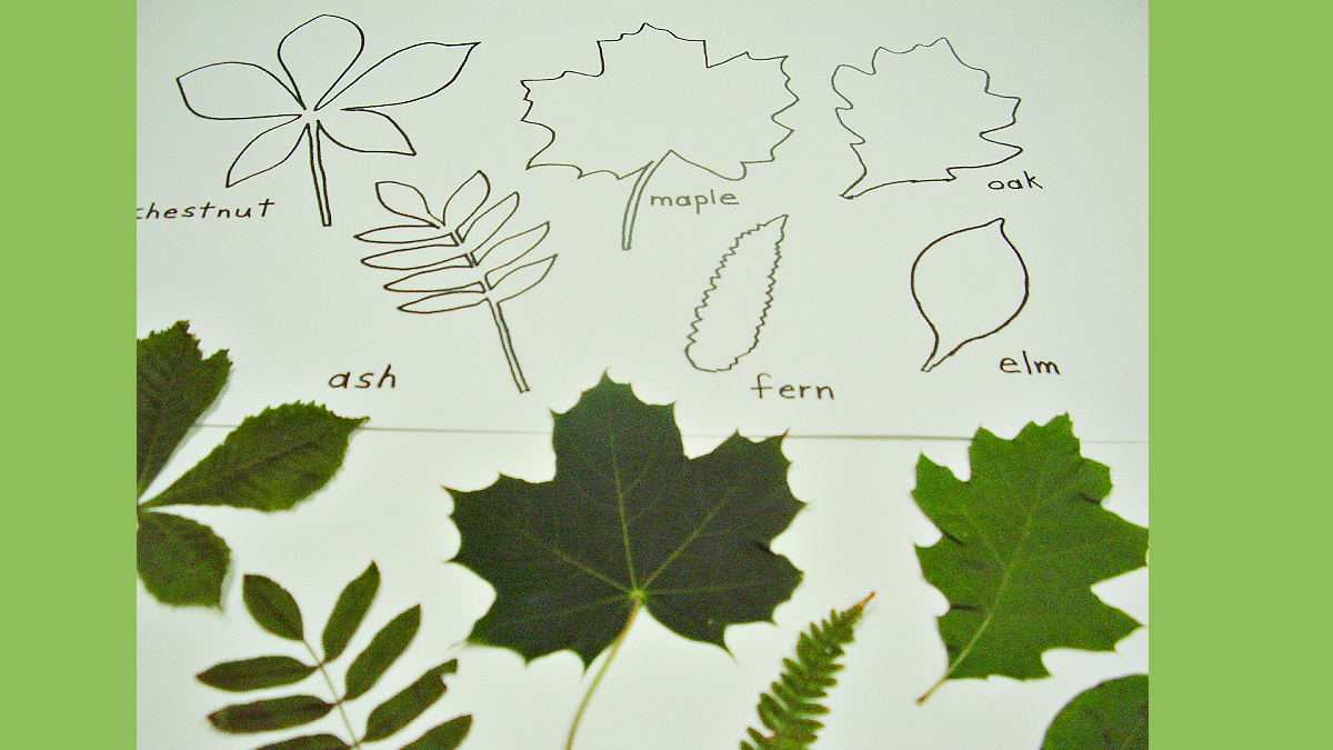 Tracing Leaves Nature Activity