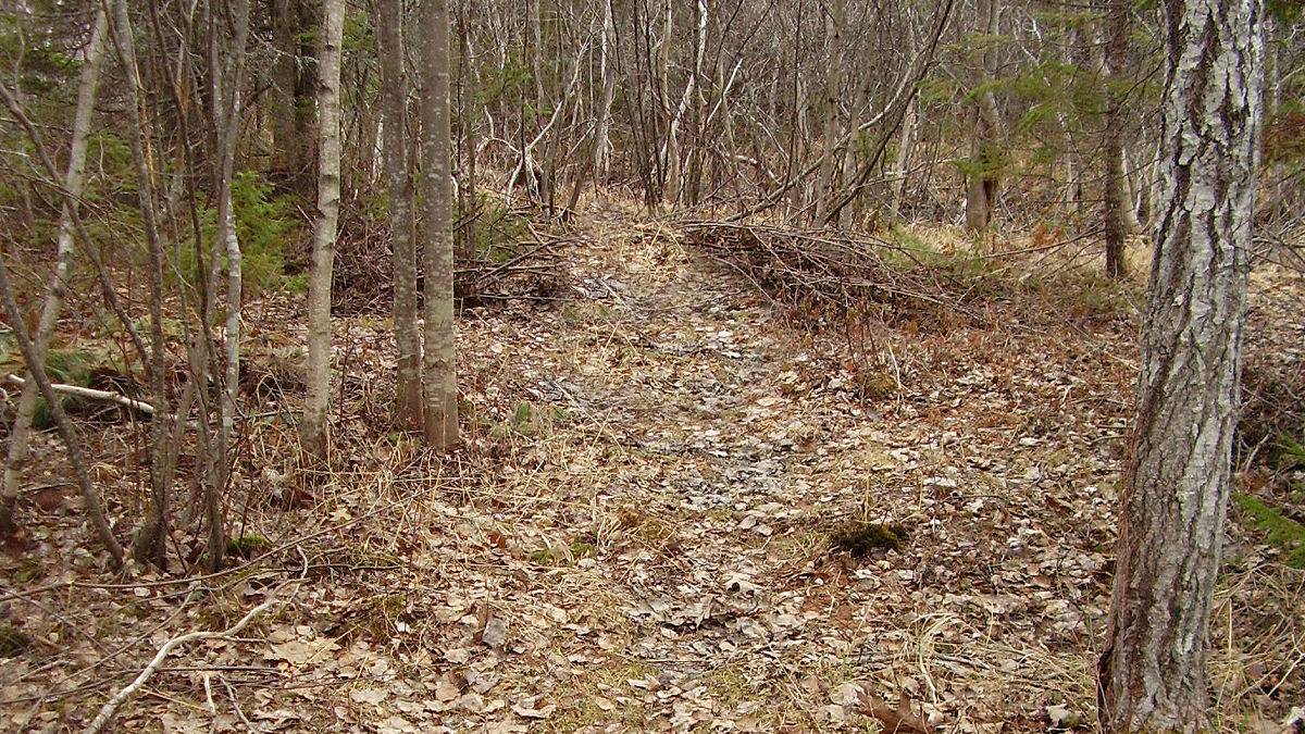 Explore Nature with a Family Trail Walk