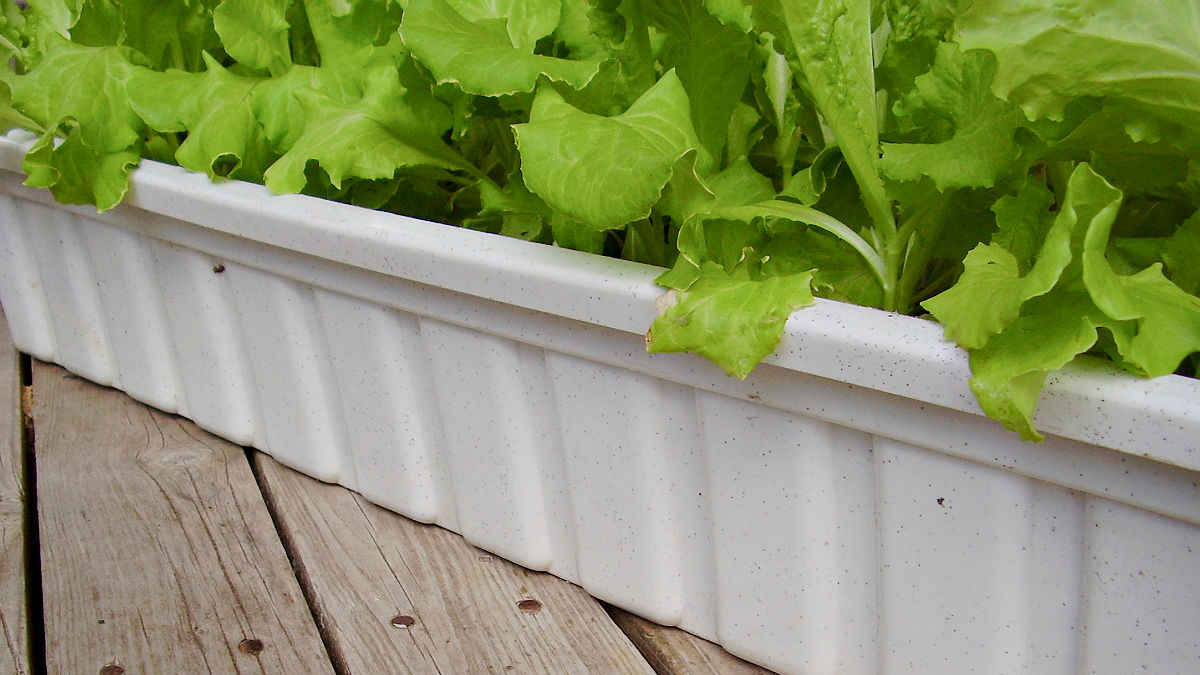 how to use deck planters for gardening with kids