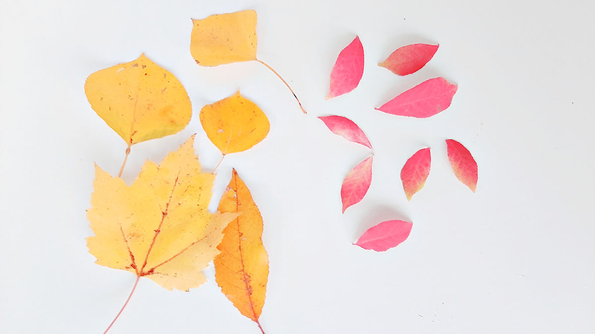 sorting fall leaves preschool math activity